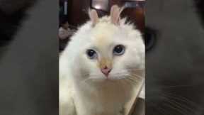 Cat with tucked ears looks just like a bunny