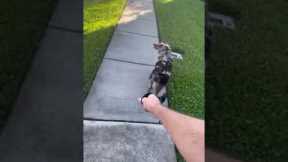 Stubborn puppy dramatically flops when going for walks