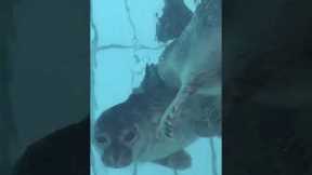 Adorable seal gives another seal a kiss