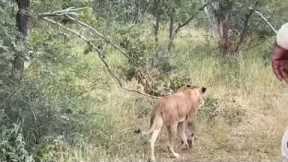 Baby giraffe kicks lion twice after it jumped on its back
