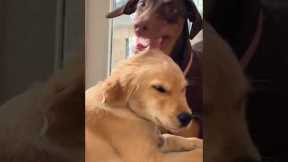 Silly dog puts sibling's entire face in its mouth