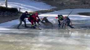 Firefighters rescue elk that fell through frozen pond in Colorado