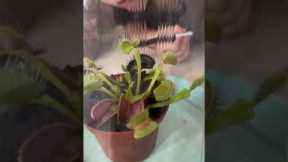 'This is so incredible!' - Toddler's react to Hungry Venus flytrap