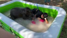 Rescued baby elephant cools off while playing with wildlife worker in paddling pool