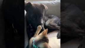 Tiny kitten and rescue dog form the sweetest bond