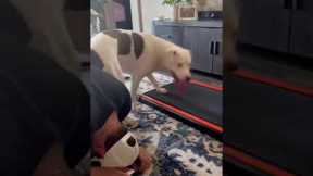 Dog left very confused by treadmill