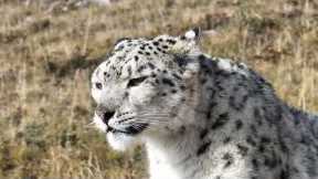 Stunning close-up footage of rare wild snow leopard