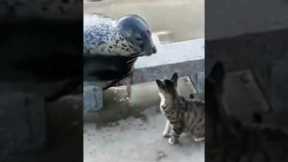 Cat slaps seal in the face and it rolls away