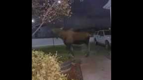 Woman was about to leave the house when a GIANT moose turns up