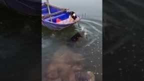 Heroic dog saves friend trapped on boat