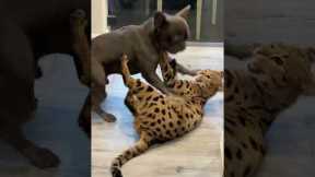 French bulldog wrestles with a Savannah cat