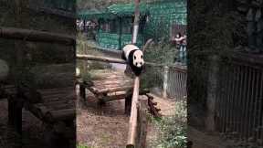 Hilarious panda twerks at crowd