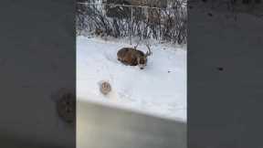 Wild bunny and deer lay in the snow together