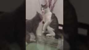 Cat 'choke slams' another cat