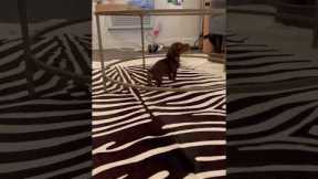 Clumsy puppy quickly figures out how glass works