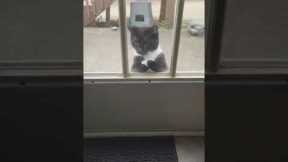 Cat peers through window with arms crossed