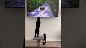 Hunter Instincts: Cat pounces at TV! 😂