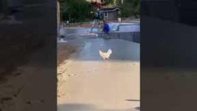 Clueless chicken walks on fresh cement