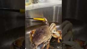 Live crab gets a hold of a knife
