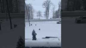 Clumsy dog hilariously slips and slides down icy front yard
