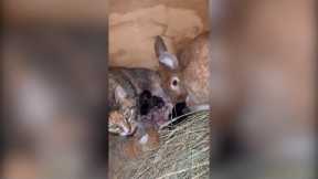 Cat and rabbit co-parent their litters and FEED each other's babies