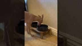 Dog drinks water in the funniest way