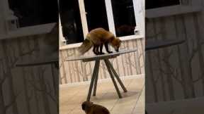 Playful rescue fox tries to catch own reflection