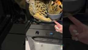 Hungry Savannah cat launches into microwave