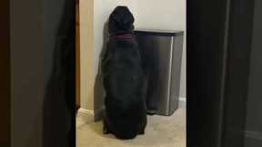 Hilarious dog puts itself in time out