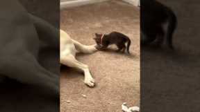 Courageous kitten sneak-attacks Labrador dog