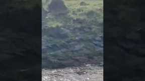 Lion balances on hippo in crocodile-infested waters
