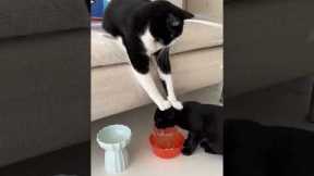 Cat encourages its sibling to stay hydrated