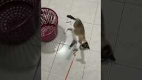 Kitten refuses to let go of her favorite toy