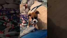 Baby boxer howls for the very first time after getting spooked by squeaky toy!