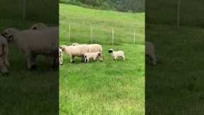 Adorable  lambs engage in headbutt battle