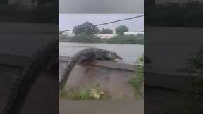 Huge crocodile trying to climb a river bank
