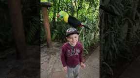Toucan gives kid a little surprise 😅