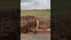 Lioness flips annoying male lion