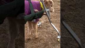 Man uses baby walker to help abandoned calf learn to move