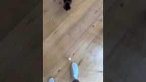Kitten shows off quick moves when playing with Dad