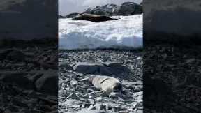 Napping seal tries to use a rock as its pillow