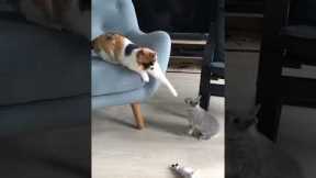 Scaredy cat can't handle tiny bunny