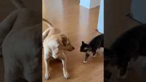 Kitten and dog have the cutest fight