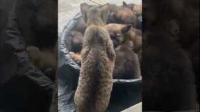 Cute Cat Looks After Sleeping Puppies