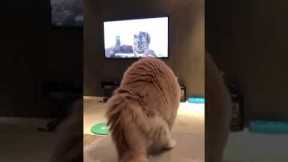 Cat scared by tiger on TV
