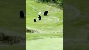 Group of bears hit the golf course 😂