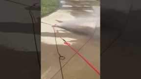 Water hose fights back