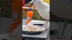 Seagull swallows a whole Sausage