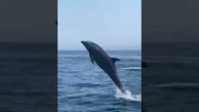 Bottlenose Dolphin Jumps 10ft In The Air 😱