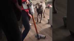 Dog mocks owner with broken leg